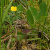 Tephrocybe palustris, Sumpf-Graublatt © K. Pätzold